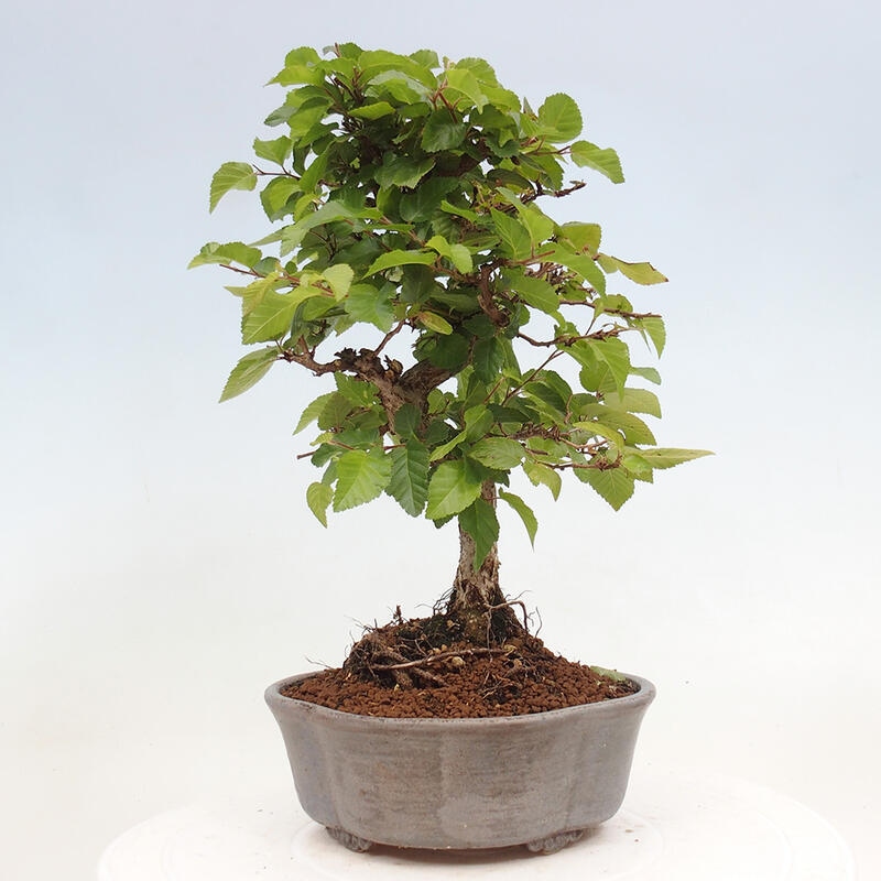 Bonsai ogrodowe - Carpinus CARPINOIDES - grab koreański