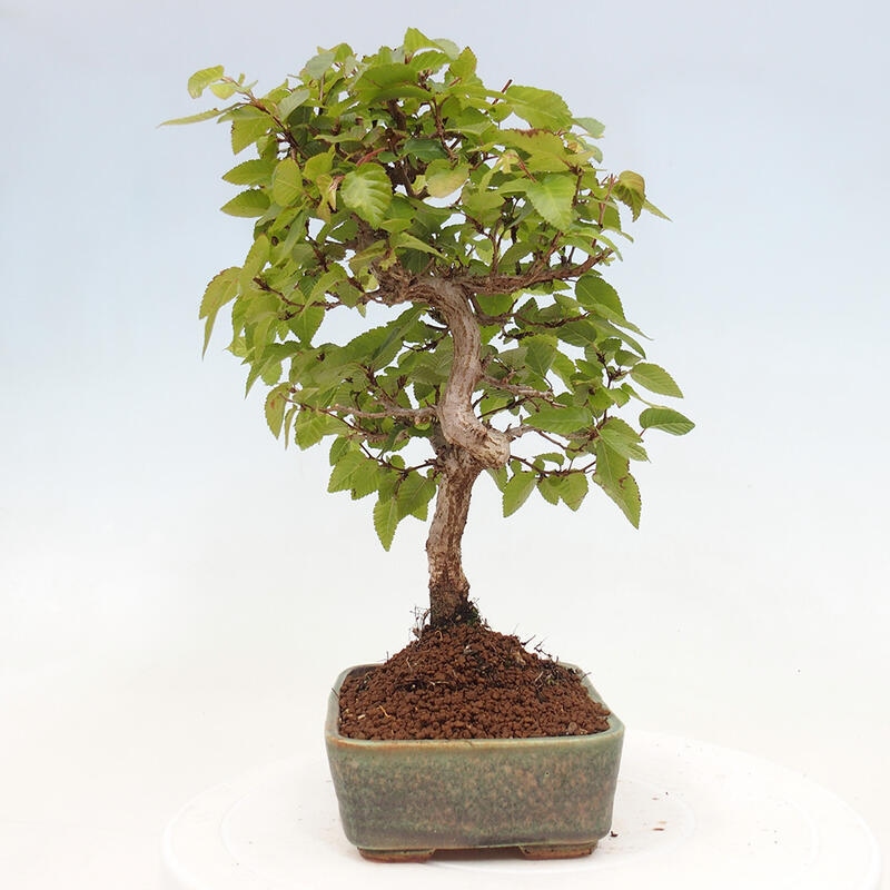 Bonsai zewnętrzne -Carpinus CARPINOIDES - grab koreański