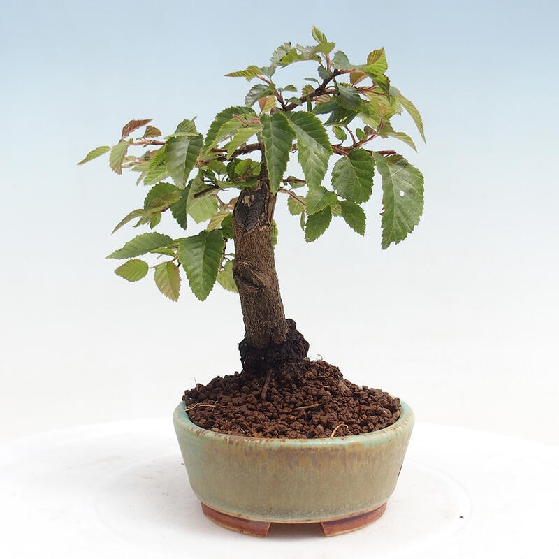 Na zewnątrz bonsai-Karpiny KARPINOWE - Koreański Grab