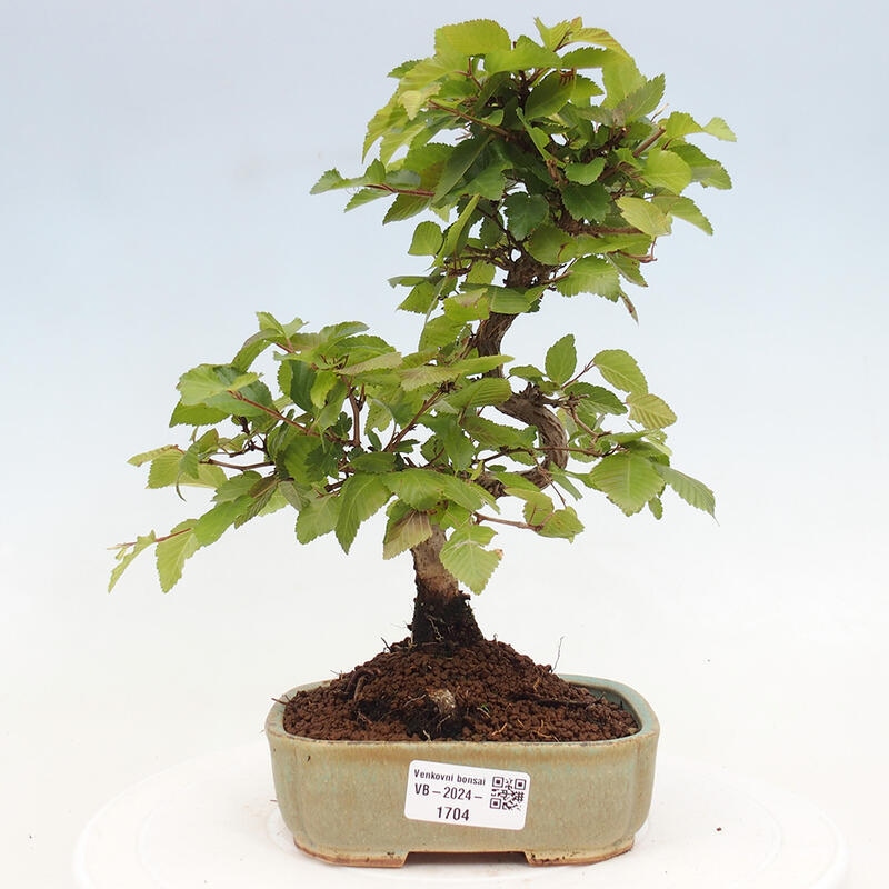 Bonsai ogrodowe - Carpinus CARPINOIDES - grab koreański