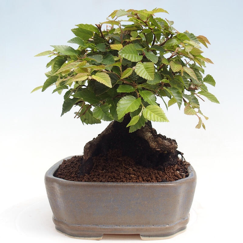 Na zewnątrz bonsai-Karpiny KARPINOWE - Koreański Grab