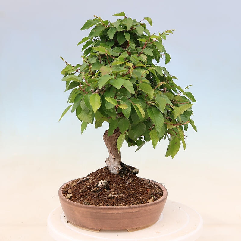 Bonsai plenerowe - Carpinus Coreana - grab koreański