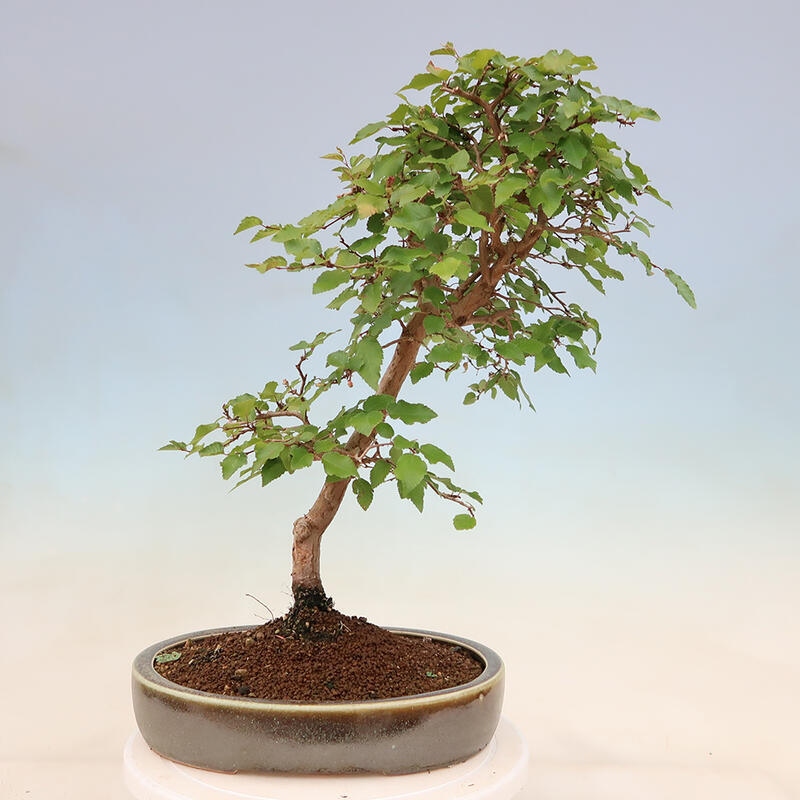 Bonsai plenerowe - Carpinus Coreana - grab koreański