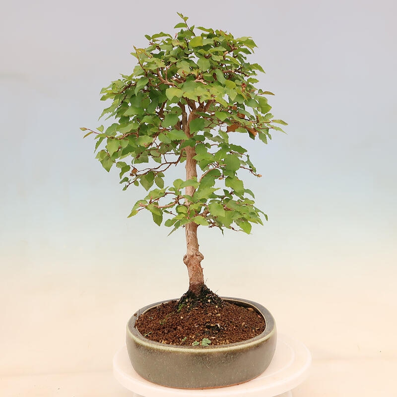 Bonsai plenerowe - Carpinus Coreana - grab koreański