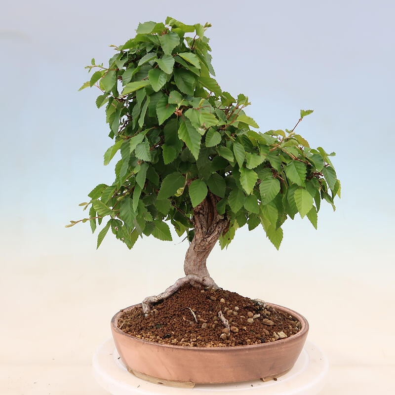 Bonsai plenerowe - Carpinus Coreana - grab koreański