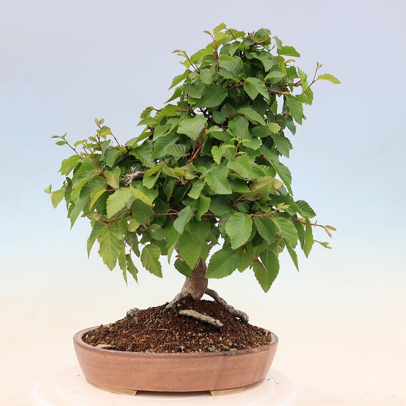 Bonsai plenerowe - Carpinus Coreana - grab koreański