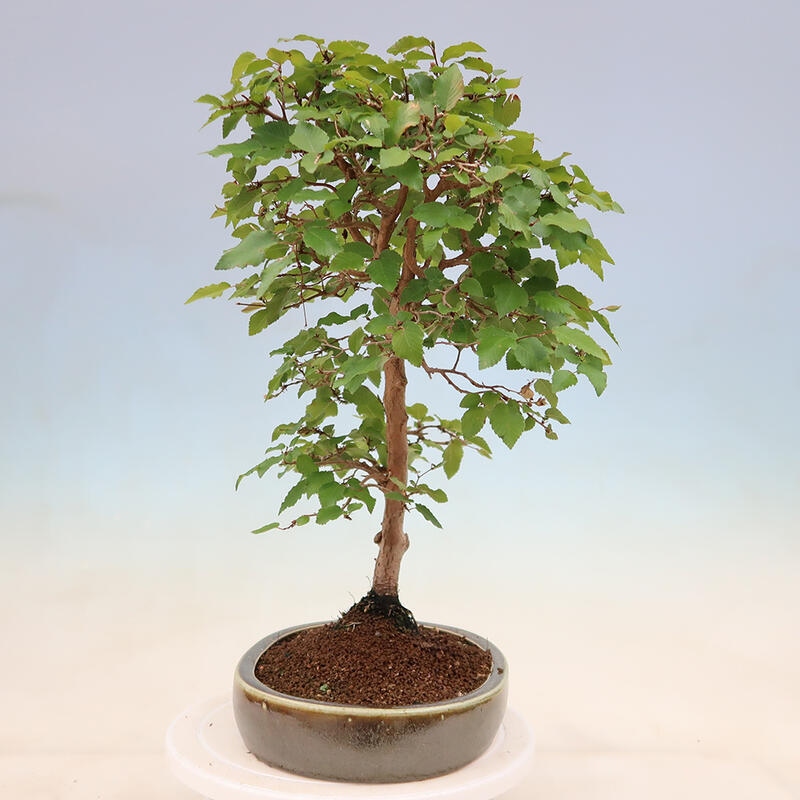 Bonsai plenerowe - Carpinus Coreana - grab koreański