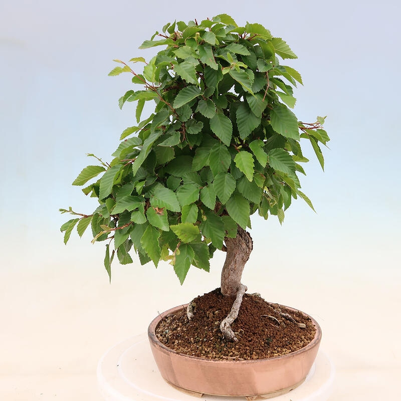 Bonsai plenerowe - Carpinus Coreana - grab koreański