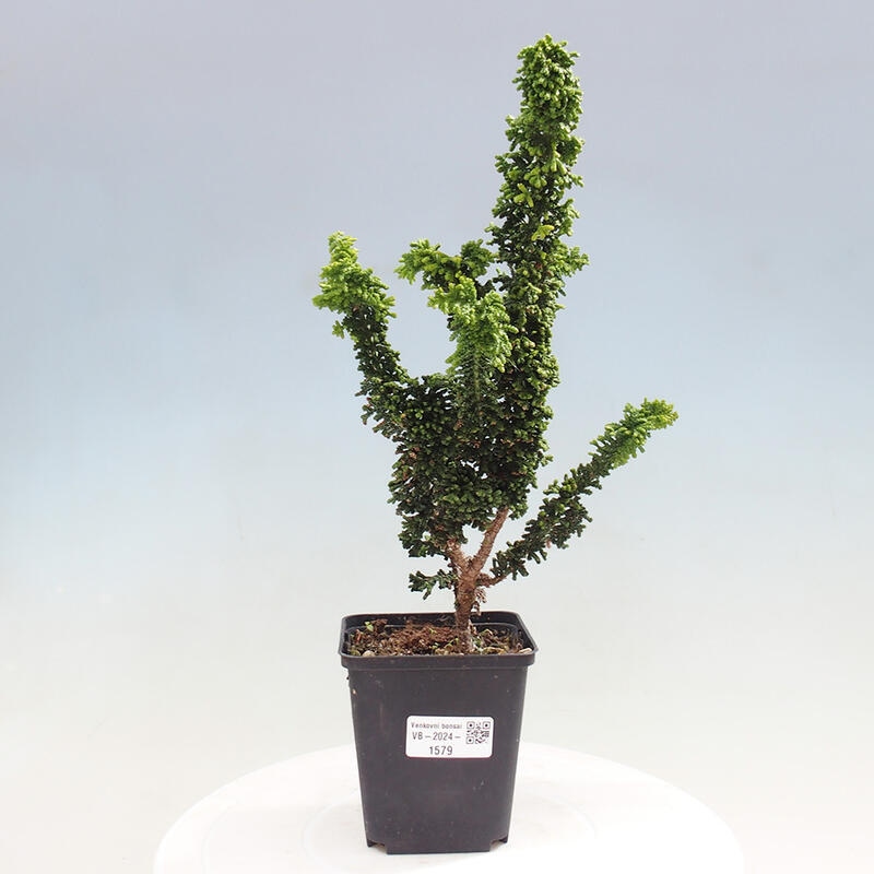 Bonsai zewnętrzne - Cham. obtusa SEKKA HINOKI - Cyprys