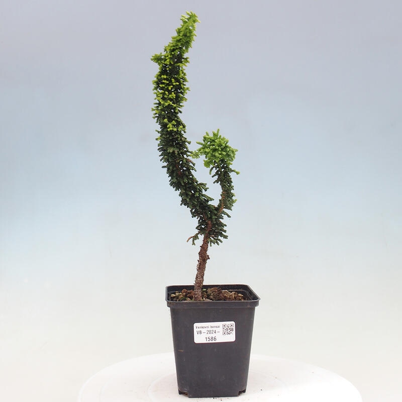 Bonsai zewnętrzne - Cham. obtusa SEKKA HINOKI - Cyprys