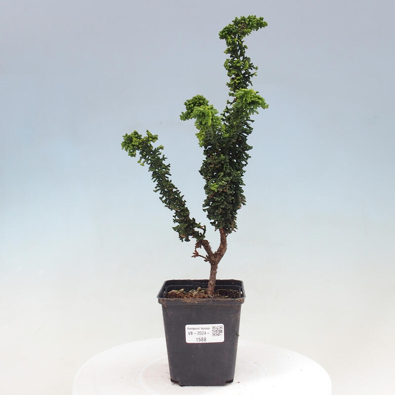 Bonsai zewnętrzne - Cham. obtusa SEKKA HINOKI - Cyprys