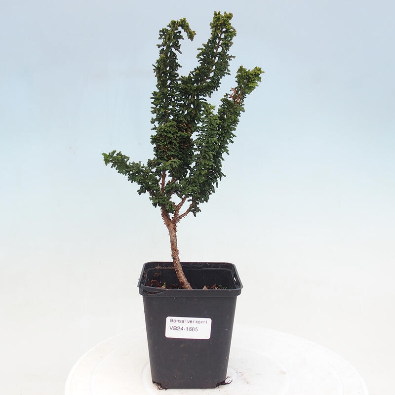 Bonsai zewnętrzne - Cham. obtusa SEKKA HINOKI - Cyprys