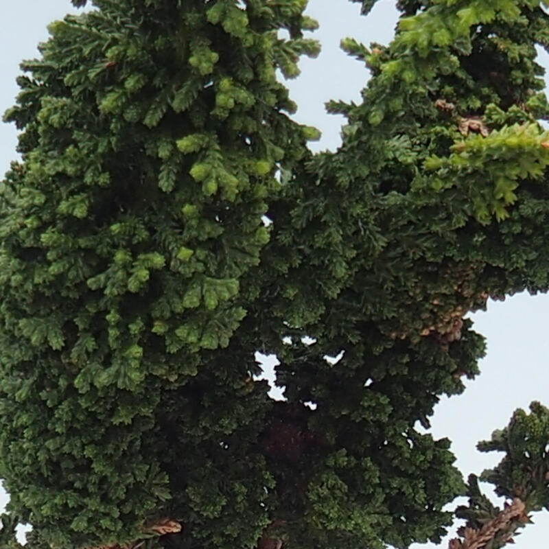 Bonsai zewnętrzne - Cham. obtusa SEKKA HINOKI - Cyprys