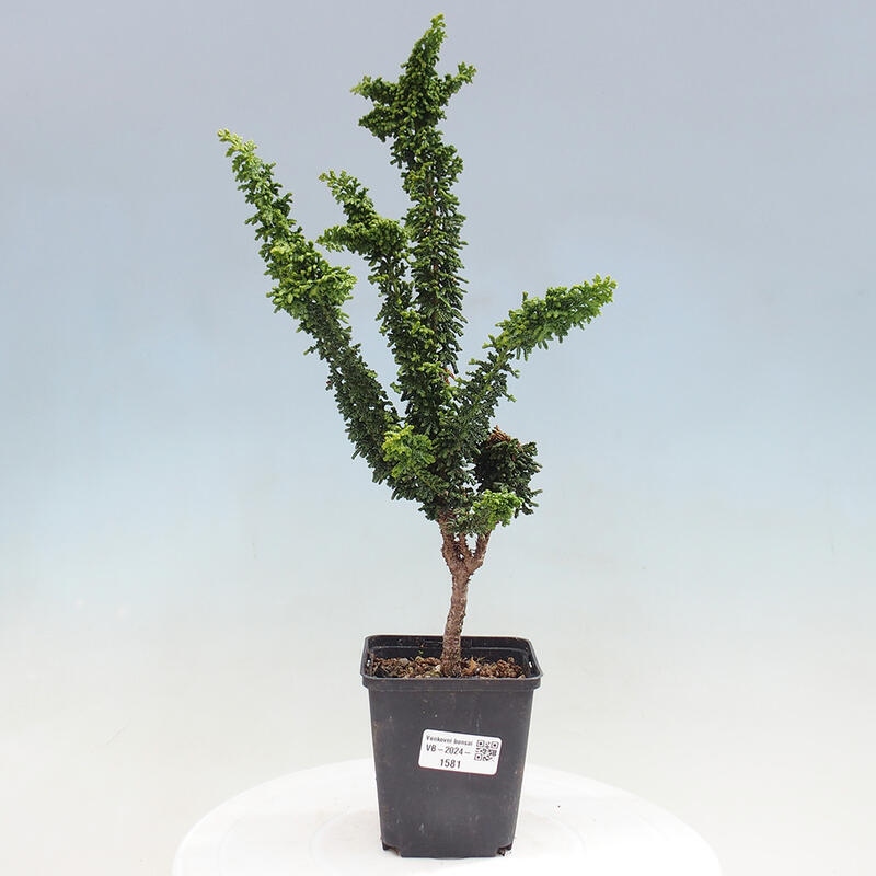 Bonsai zewnętrzne - Cham. obtusa SEKKA HINOKI - Cyprys