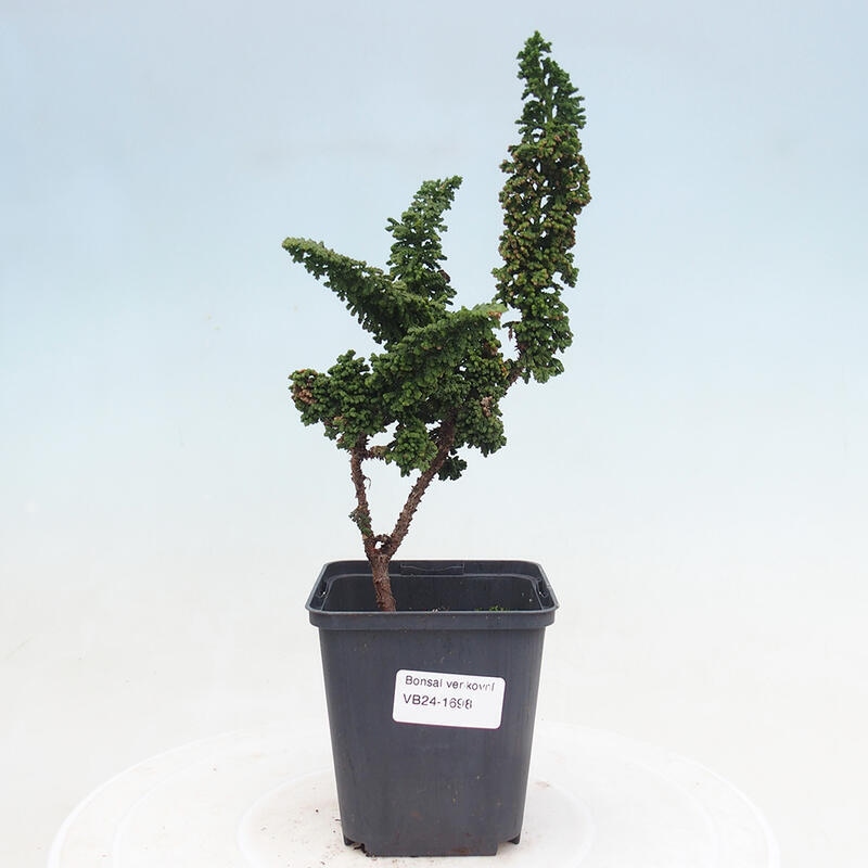 Bonsai zewnętrzne - Cham. obtusa SEKKA HINOKI - Cyprys