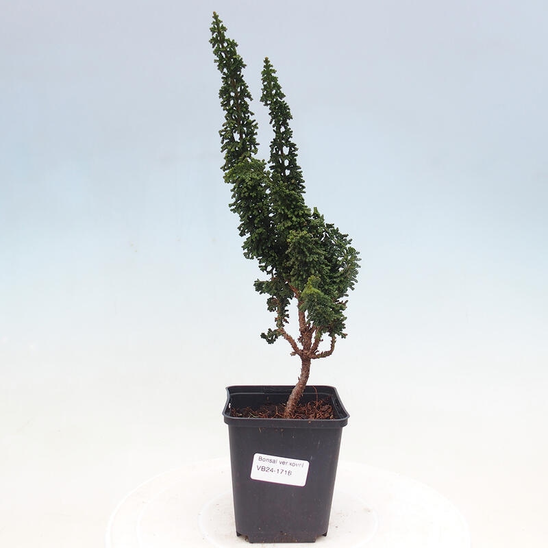 Bonsai zewnętrzne - Cham. obtusa SEKKA HINOKI - Cyprys