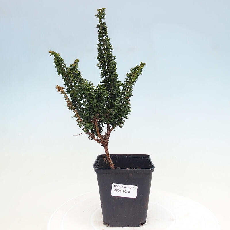 Bonsai zewnętrzne - Cham. obtusa SEKKA HINOKI - Cyprys