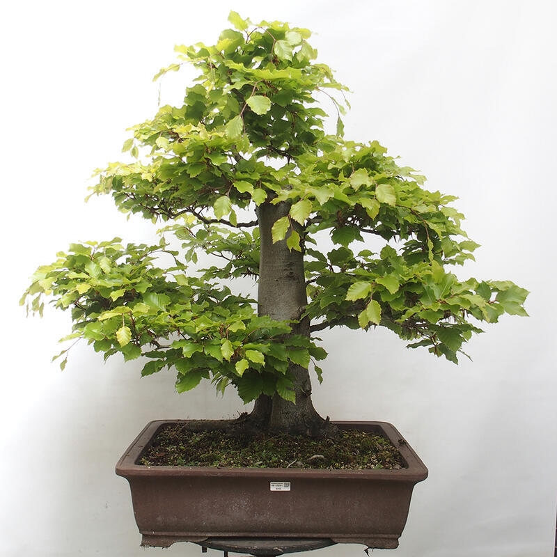 Bonsai ogrodowe - Fagus sylvatica - Buk