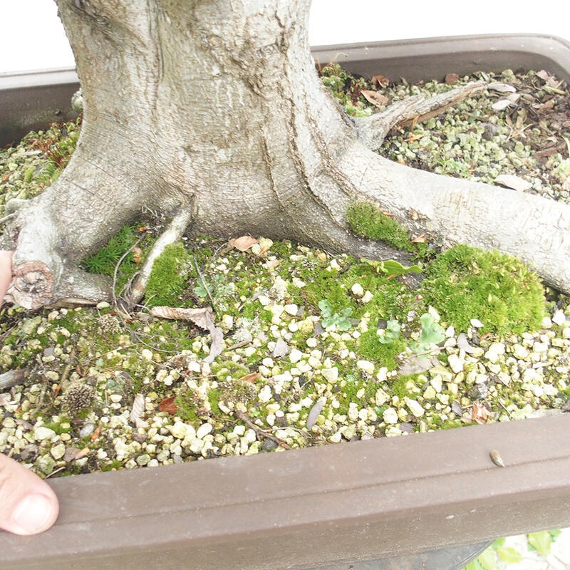 Bonsai ogrodowe - Fagus sylvatica - Buk