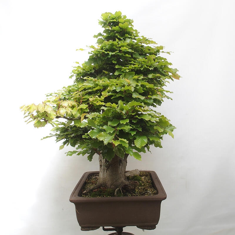 Bonsai ogrodowe - Fagus sylvatica - Buk