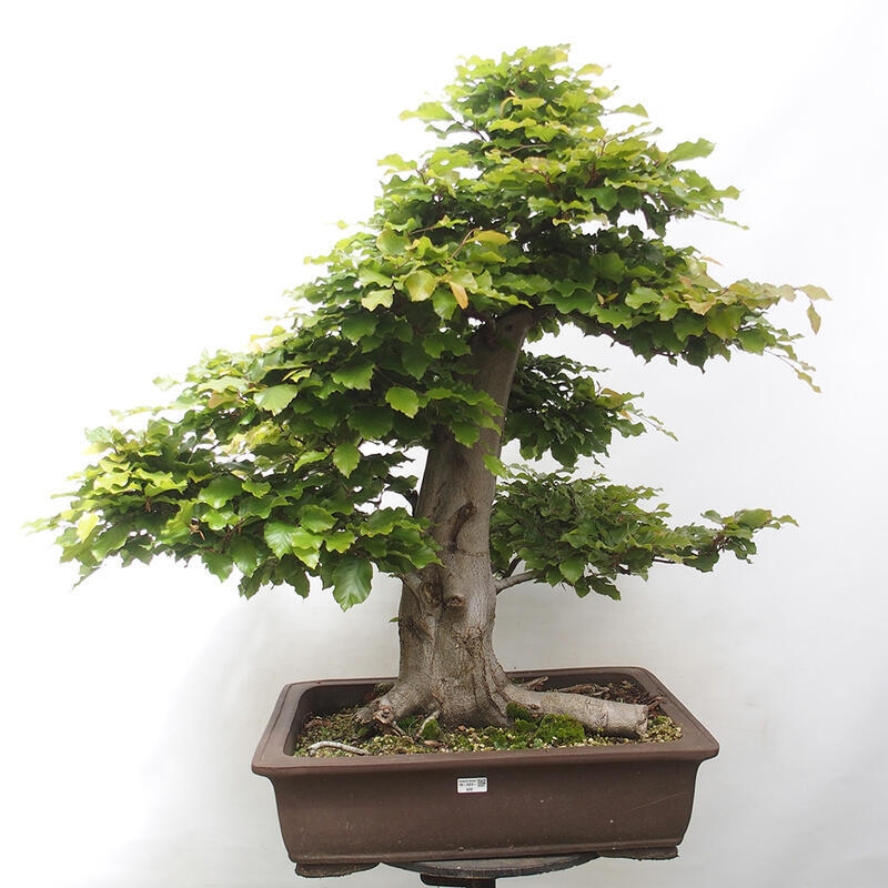 Bonsai ogrodowe - Fagus sylvatica - Buk