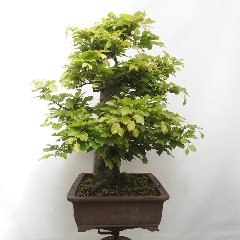 Bonsai ogrodowe - Fagus sylvatica - Buk