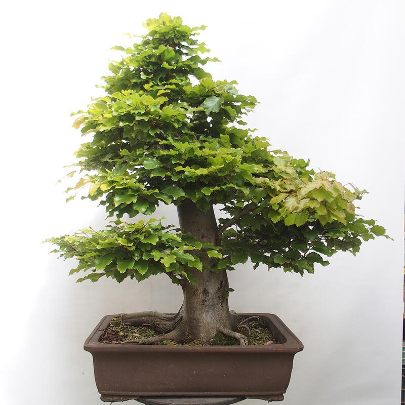 Bonsai ogrodowe - Fagus sylvatica - Buk