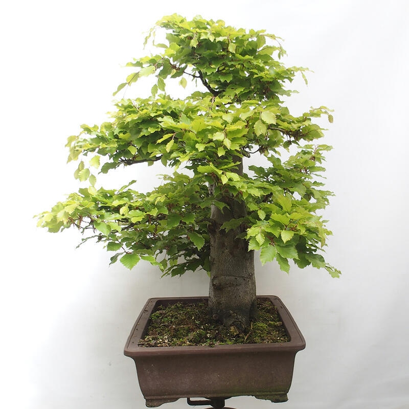 Bonsai ogrodowe - Fagus sylvatica - Buk