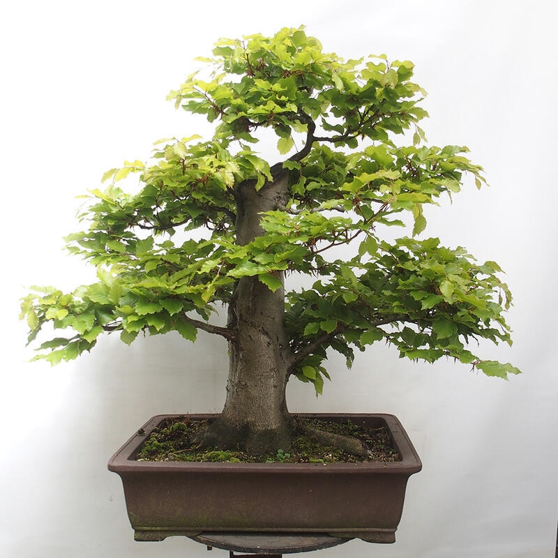 Bonsai ogrodowe - Fagus sylvatica - Buk