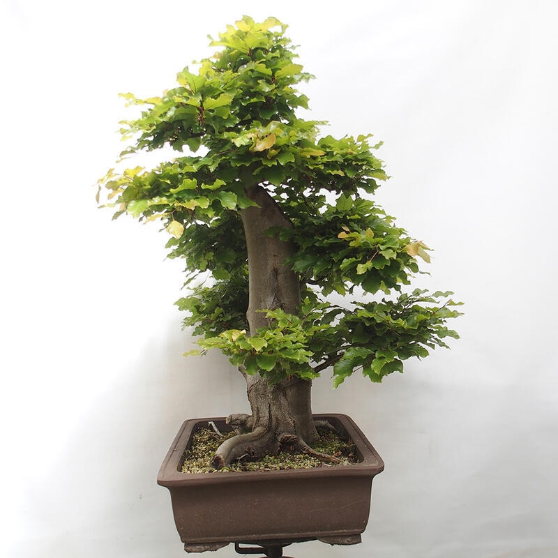 Bonsai ogrodowe - Fagus sylvatica - Buk