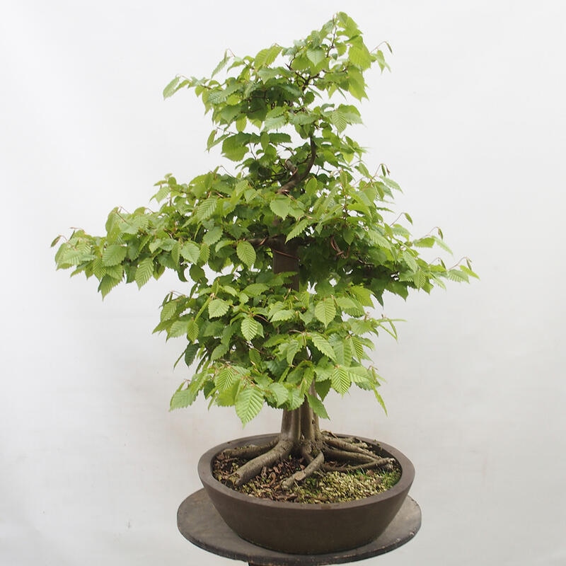 Bonsai zewnętrzne - Grab - Carpinus betulus