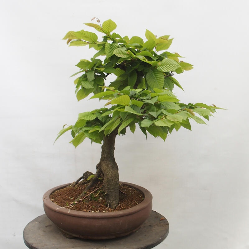 Bonsai zewnętrzne - Grab - Carpinus betulus