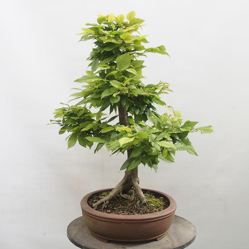 Bonsai zewnętrzne - Grab - Carpinus betulus