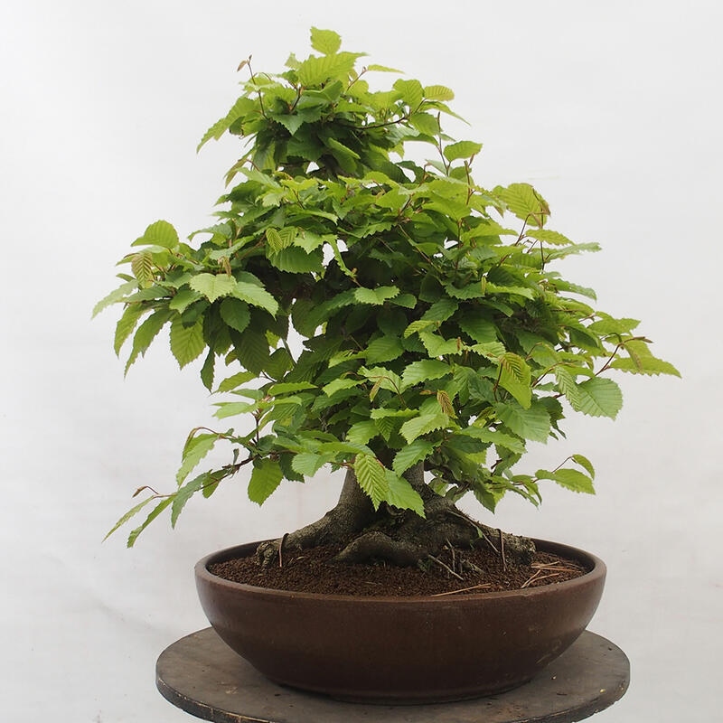 Bonsai zewnętrzne - Grab - Carpinus betulus