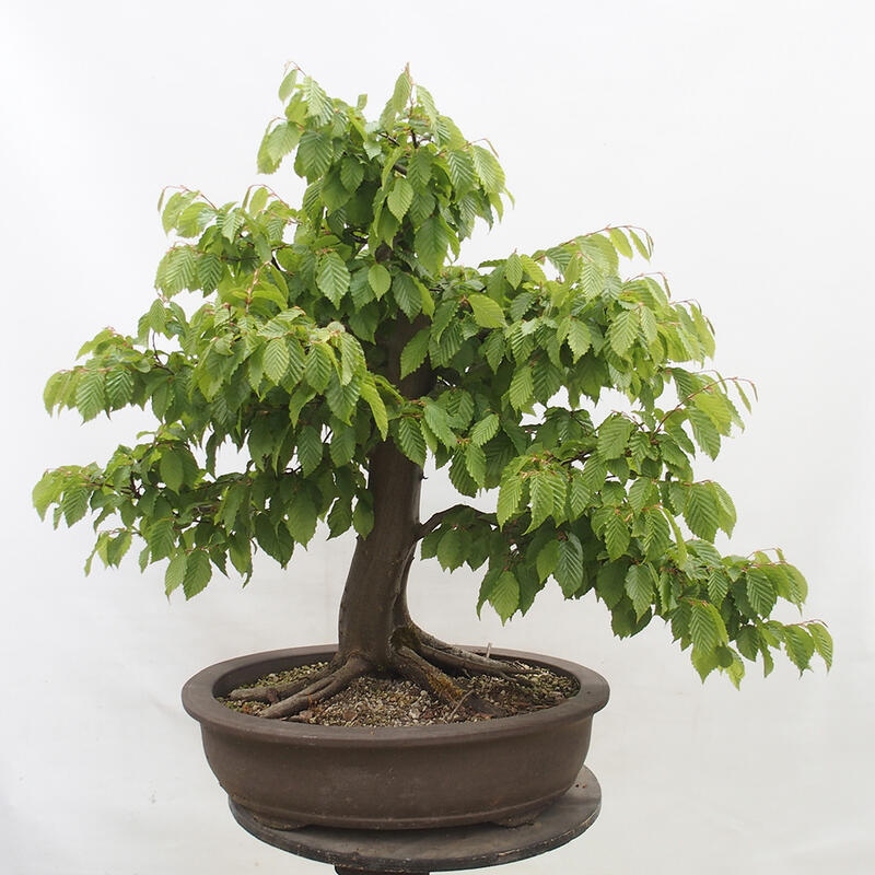 Bonsai zewnętrzne - Grab - Carpinus betulus