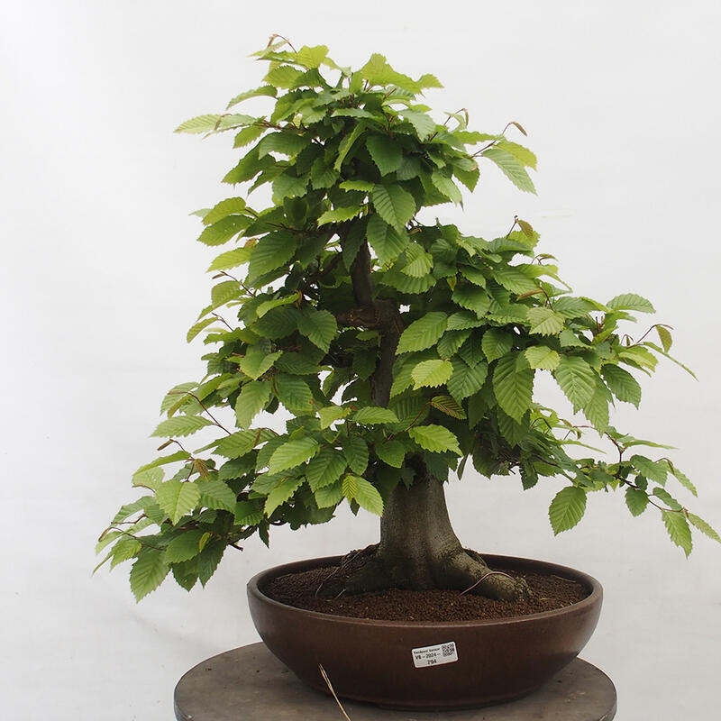 Bonsai zewnętrzne - Grab - Carpinus betulus