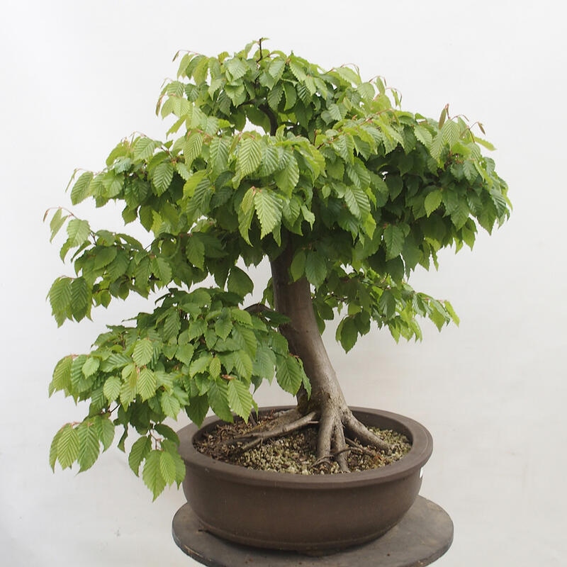 Bonsai zewnętrzne - Grab - Carpinus betulus