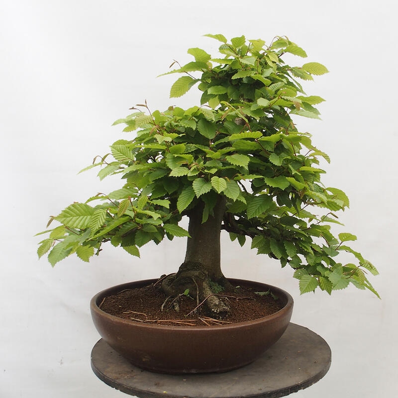 Bonsai zewnętrzne - Grab - Carpinus betulus