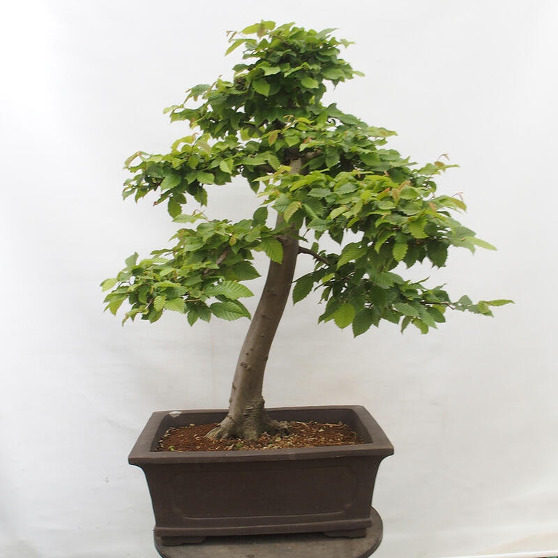 Bonsai zewnętrzne - Grab - Carpinus betulus