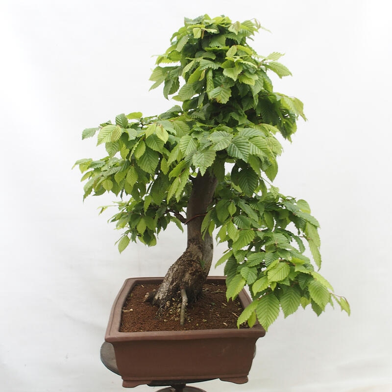 Bonsai zewnętrzne - Grab - Carpinus betulus