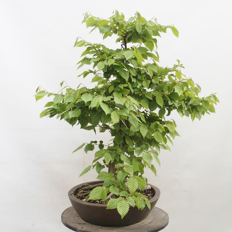 Bonsai zewnętrzne - Grab - Carpinus betulus