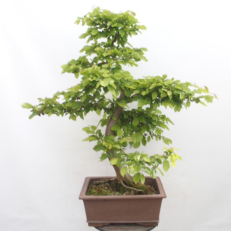 Bonsai zewnętrzne - Grab - Carpinus betulus