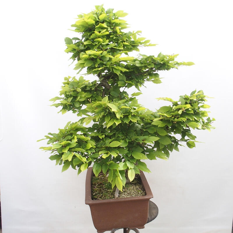 Bonsai zewnętrzne - Grab - Carpinus betulus