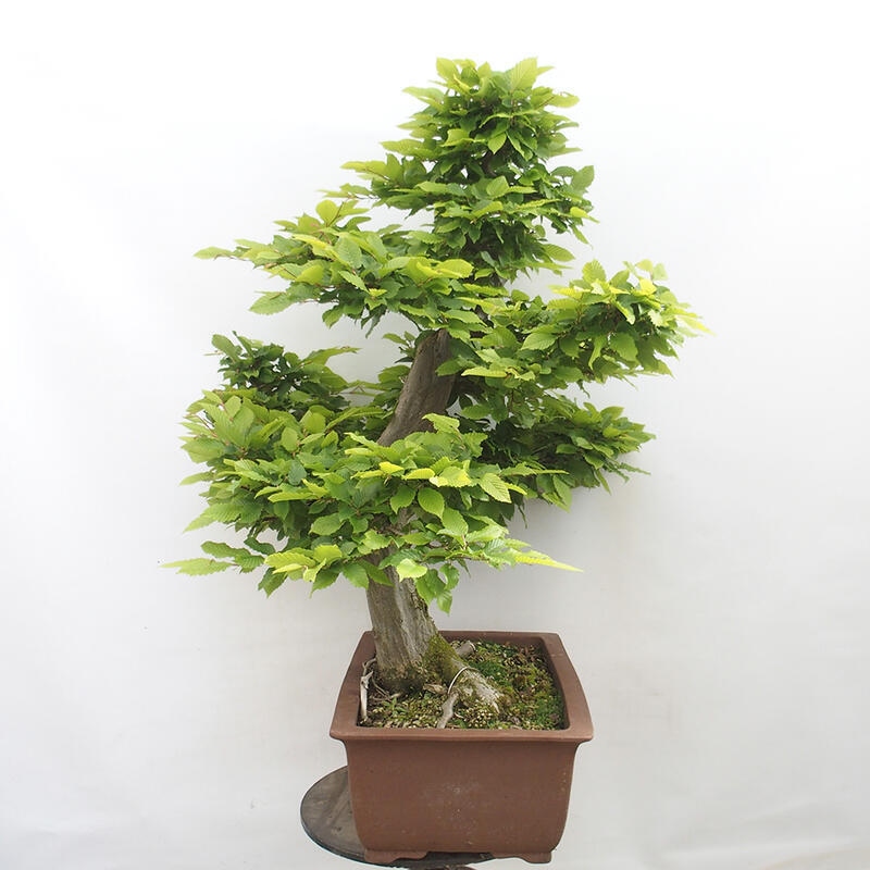 Bonsai zewnętrzne - Grab - Carpinus betulus