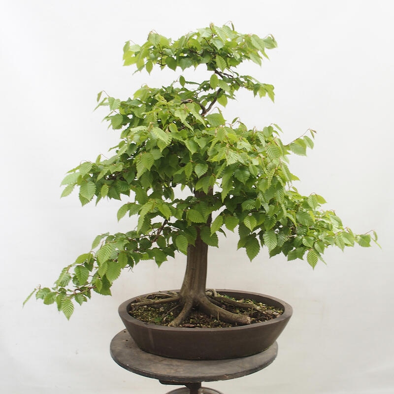 Bonsai zewnętrzne - Grab - Carpinus betulus