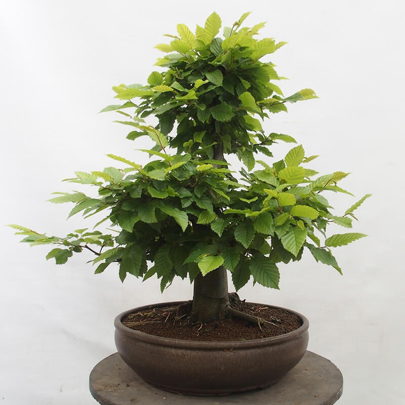 Bonsai zewnętrzne - Grab - Carpinus betulus