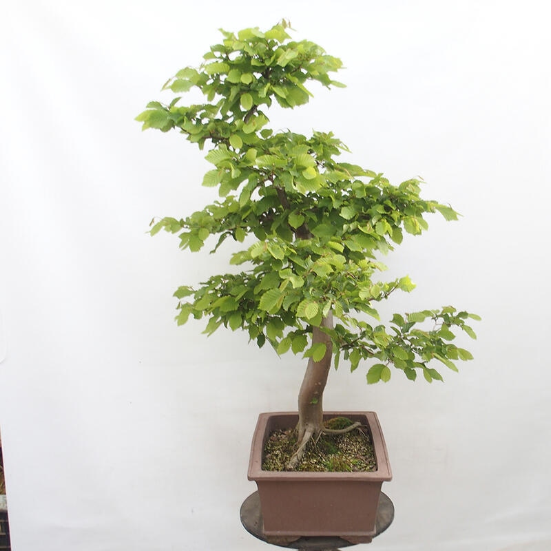 Bonsai zewnętrzne - Grab - Carpinus betulus