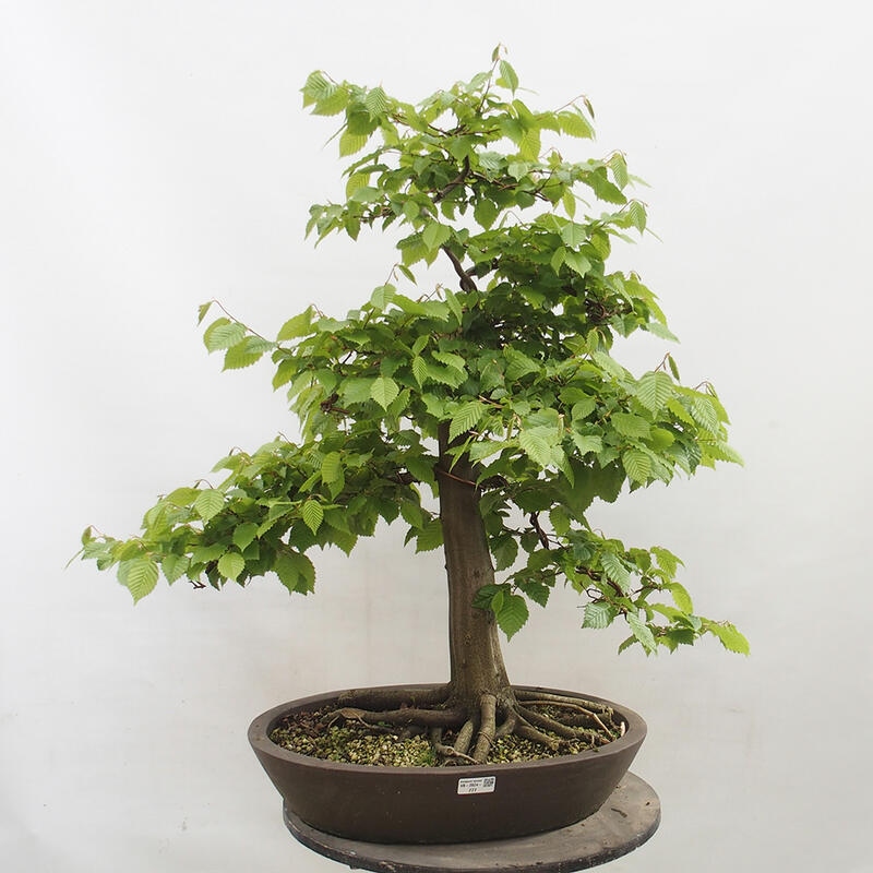 Bonsai zewnętrzne - Grab - Carpinus betulus