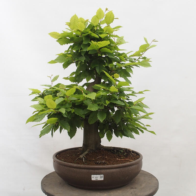 Bonsai zewnętrzne - Grab - Carpinus betulus