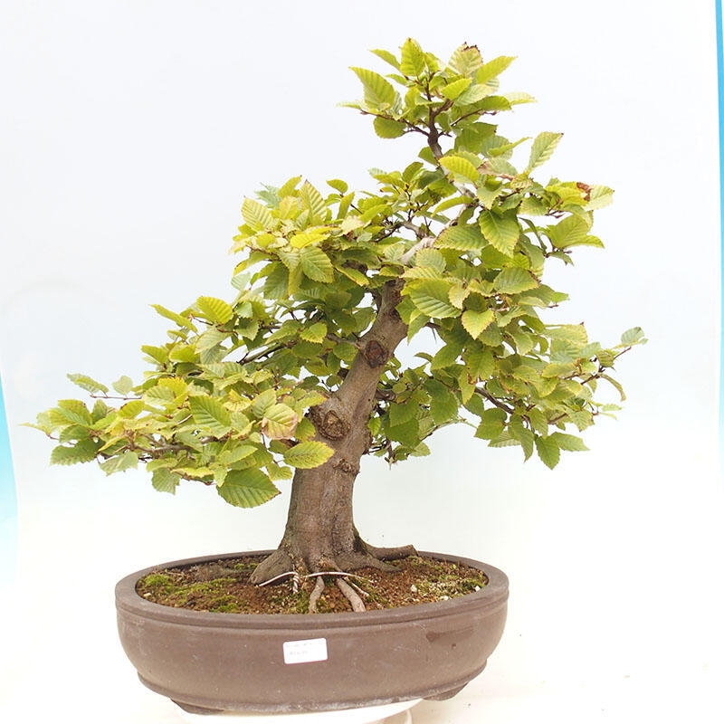 Bonsai zewnętrzne - Grab - Carpinus betulus